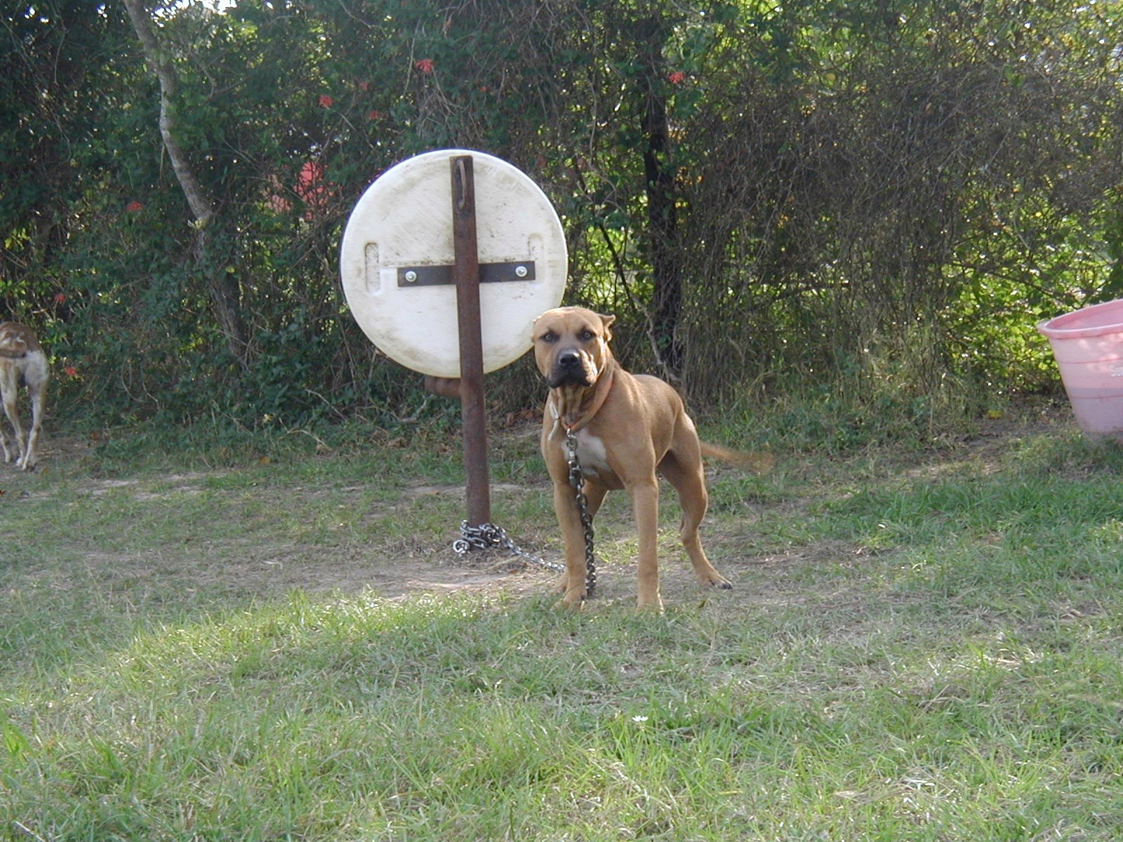 Catch Dogs SMP Kennels Huntsville, TX