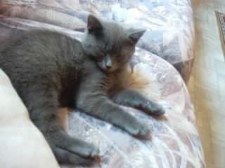 zzzz