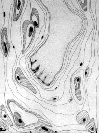 pressure points - depresiones tinta sobre papiro-ink on prachment paper