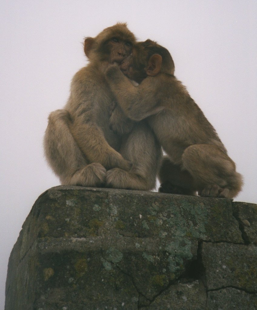 Yup, it's more damn Apes... who said Oook? Right, nobody leaves 'till I find out who said that!