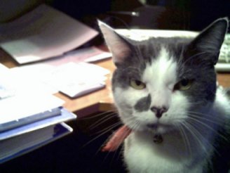 This site brought to you by kind permission of Tizer the cat ;-)