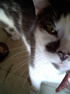 Whatcha lookin' at!? I'm not finished here yet!!