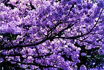 Picture of cherry blossoms