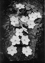 Dogwood Blossoms - Ansel Adams �1938