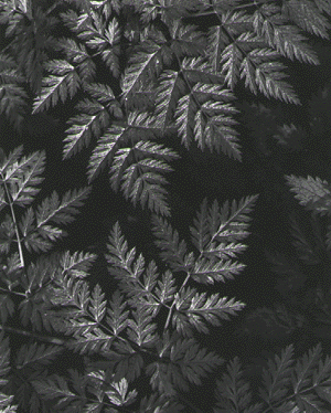 leaf image