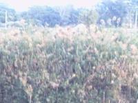 PHTO0215.JPG