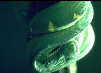 A green snake