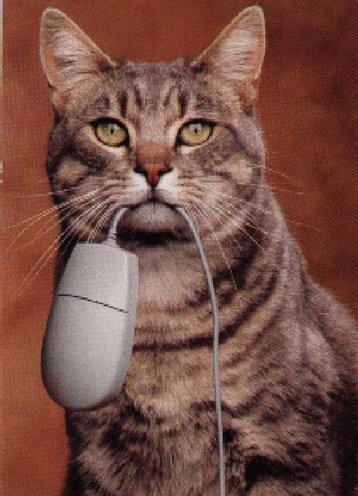 cybercat