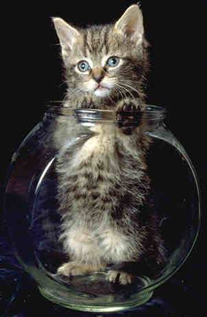 Where's MY fish!