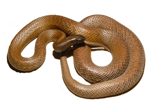 Picture of Inland Taipan