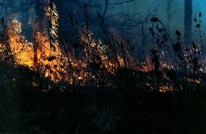 controlled burn
