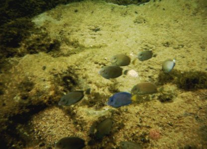 fish2.jpg (33808 bytes)