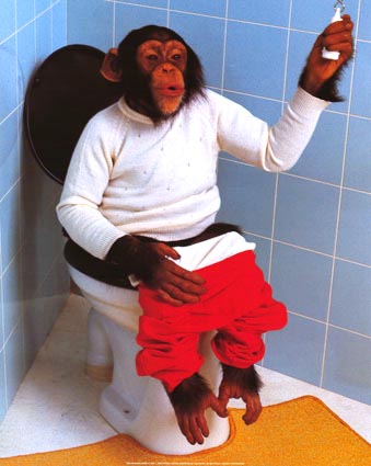 monkey