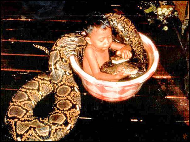 pet snake