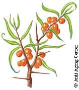 Sea Buckthorn