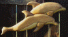 wpe72804.gif (159941 bytes)