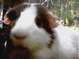 Fred