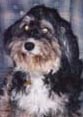 [Image of K9DOG]