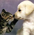 wow! the meow section! click here to visit an amazing cat video collection