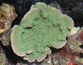Montipora confusa