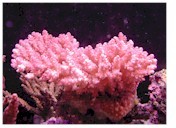 Pink Table Acropora