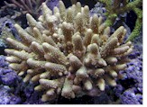 a.tenius