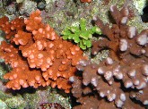 Montipora digitata
