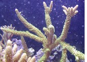 a.yongei