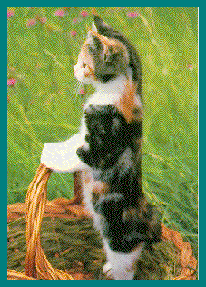 cat