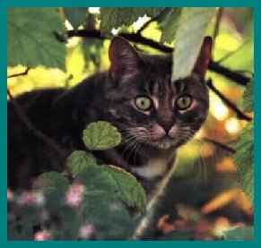 kitten