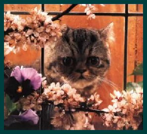 kitten