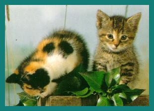 kitten