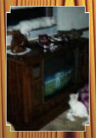 cats