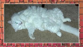 cody