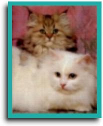 cats