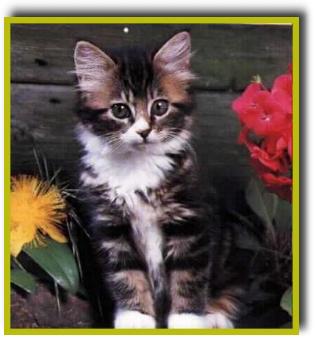 kitten