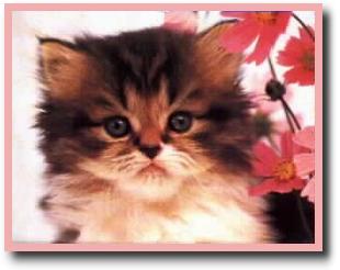 kitten