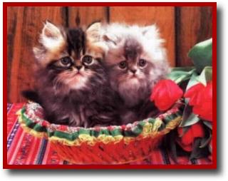 kitten