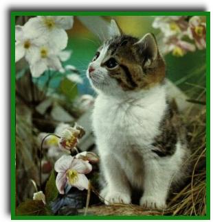 cat