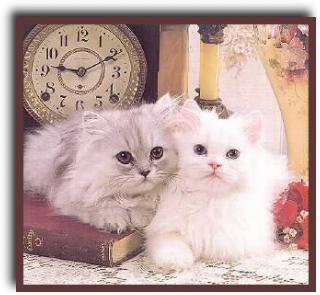 kitten