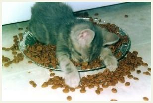 sleepykitty