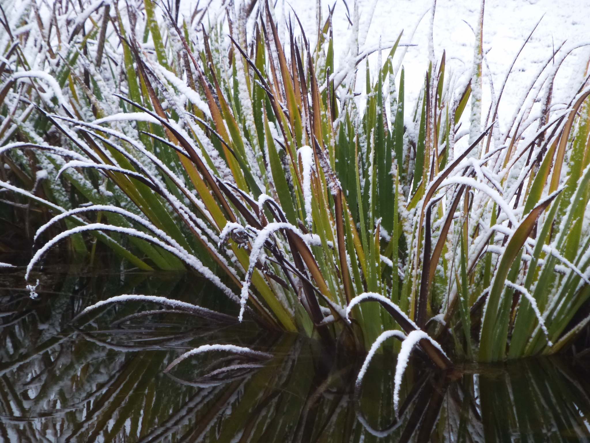 Snow on water iris