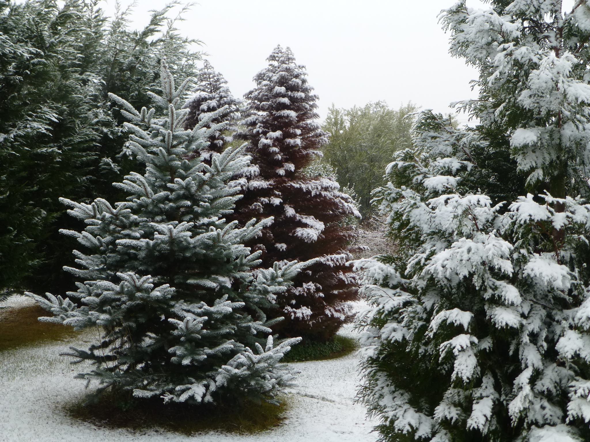 Snow on conifers