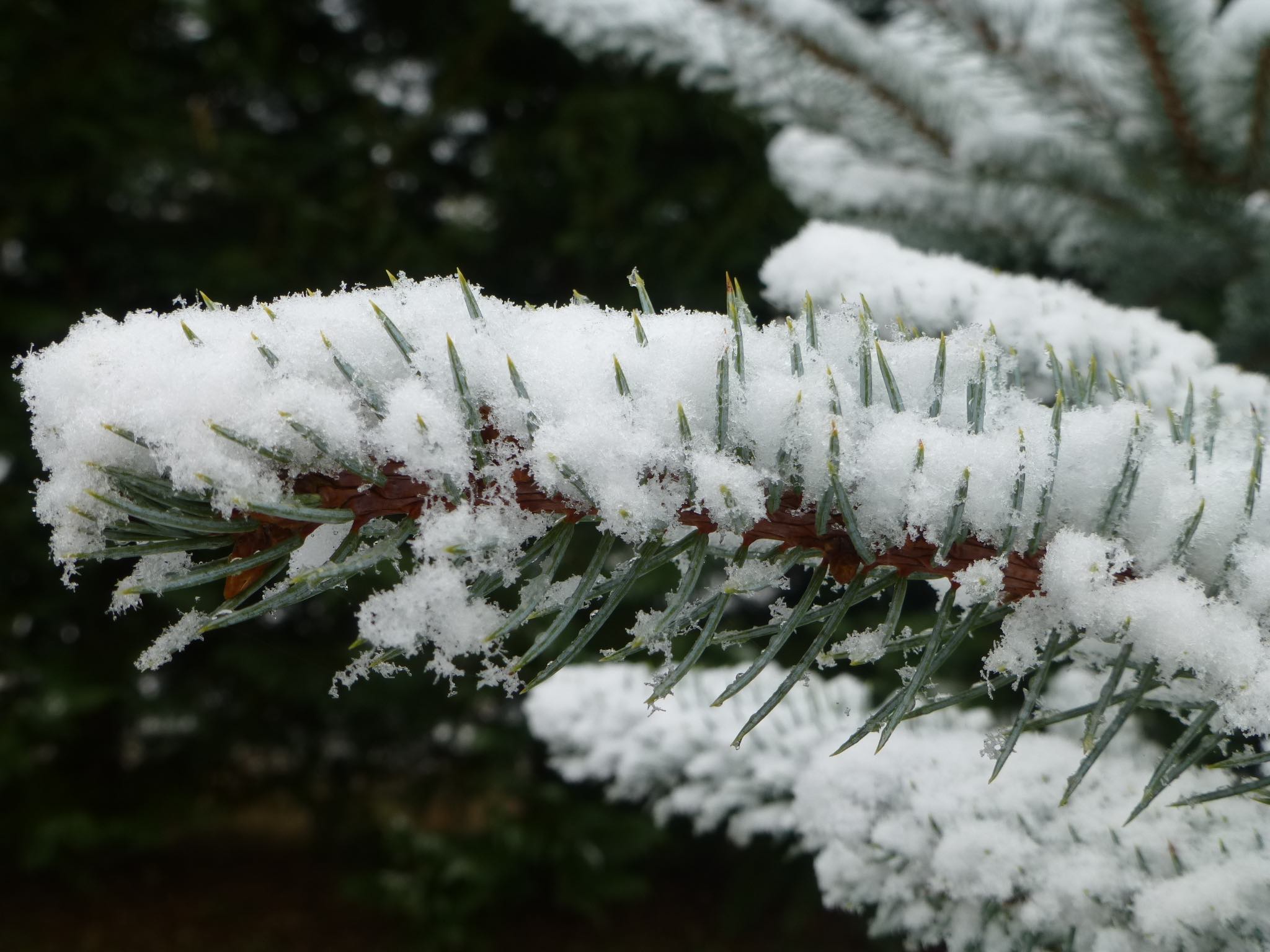 Snow on spruce twig