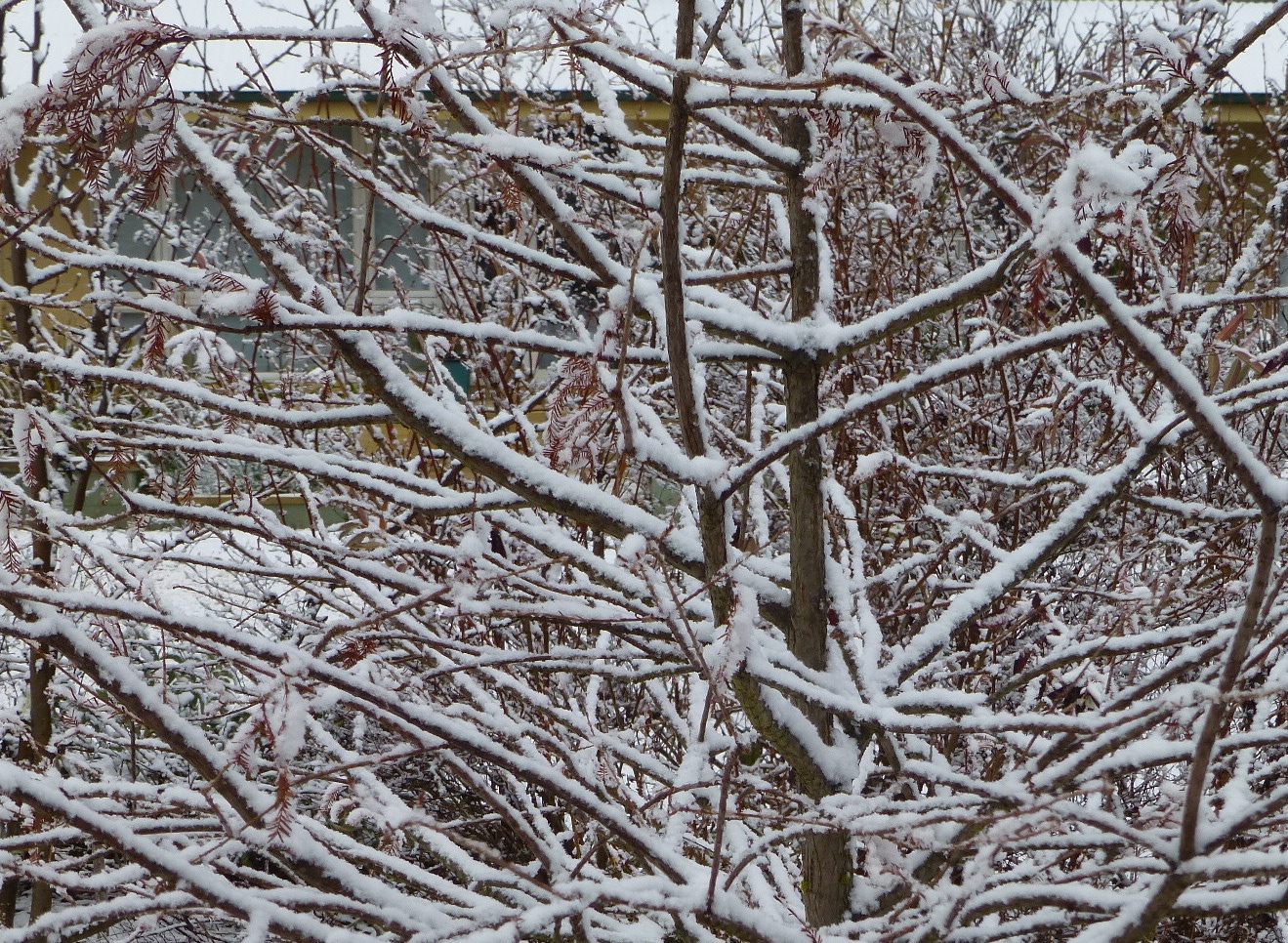 Snow on Taxodium branches