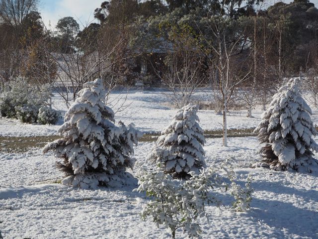 Three Cryptomeria sisters