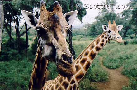 Giraffe Centre, Nairobi - 2003 - Click here to see full image