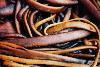 slope point kelp