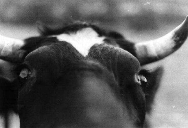 moo cow