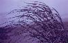 tropical seagrass